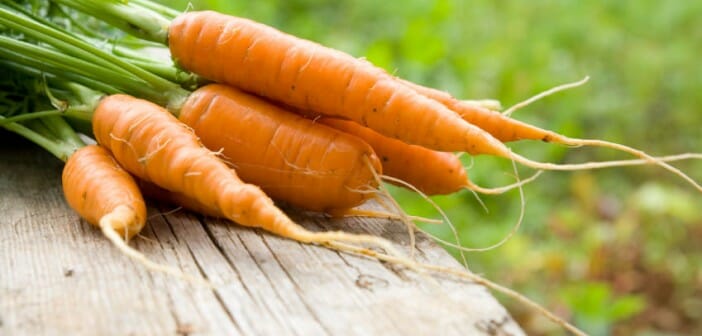 La carotte fait elle maigrir ou grossir