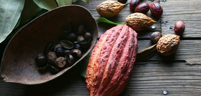 Le cacao est un allié ou un ennemi ?