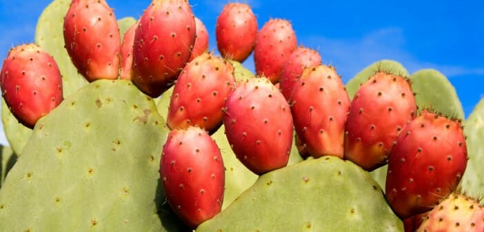 Le nopal un cactus pour maigrir