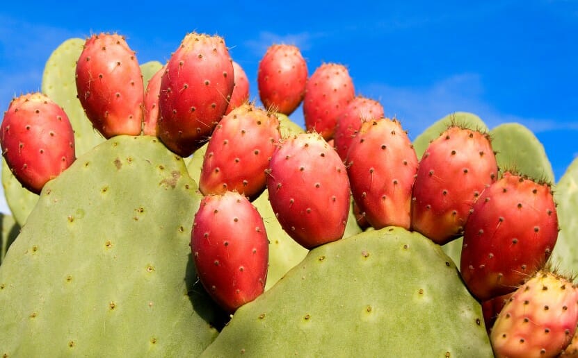 Le nopal un cactus pour maigrir