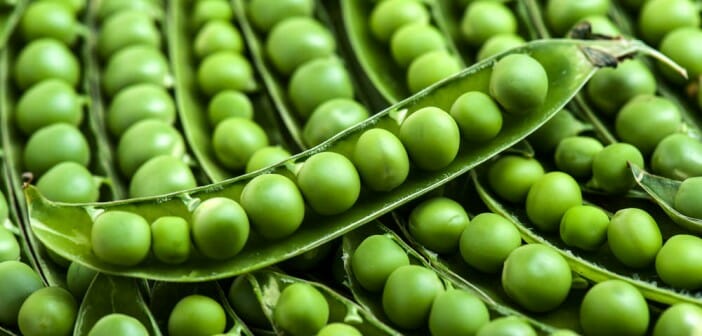 Les légumes vert pendant un régime minceur