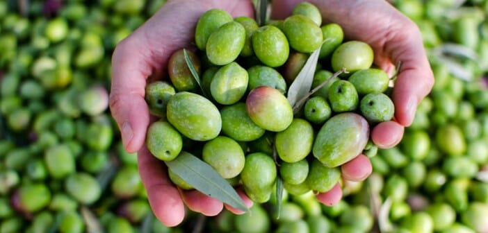 Les olives font-elles grossir ?