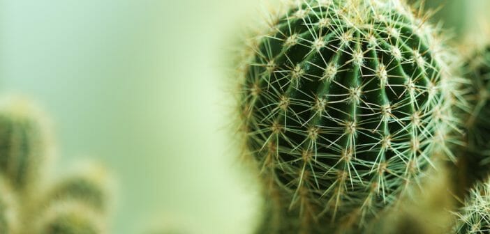 maigrir-avec-le-cactus