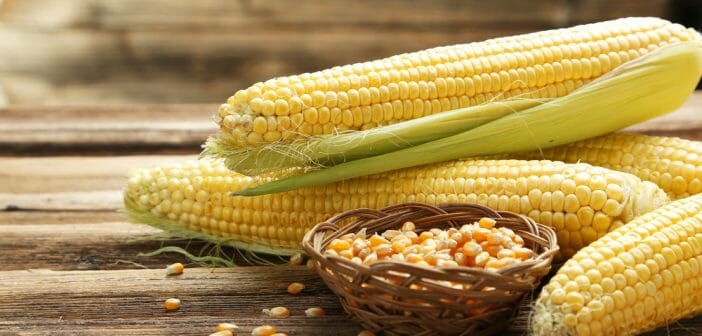 Peut-on manger du maïs pendant un régime