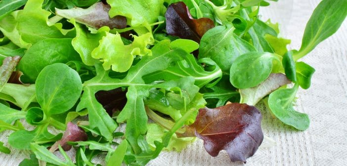 La salade verte et ses effets coupe faim