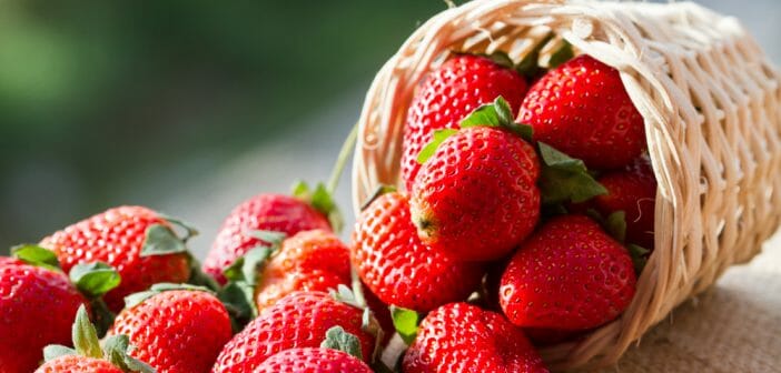 Manger de la fraise pendant un régime hyperprotéiné, un bon réflexe