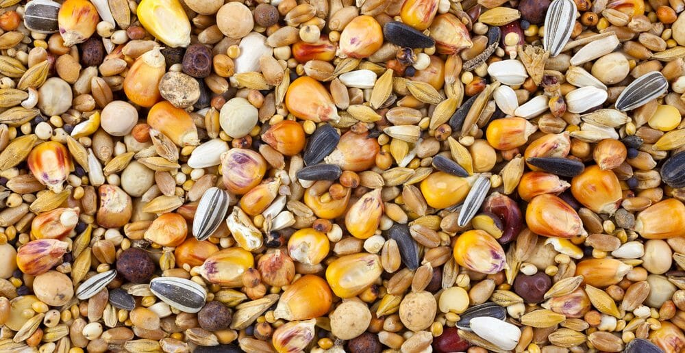 Les graines de tournesol font-elles maigrir? - Le blog