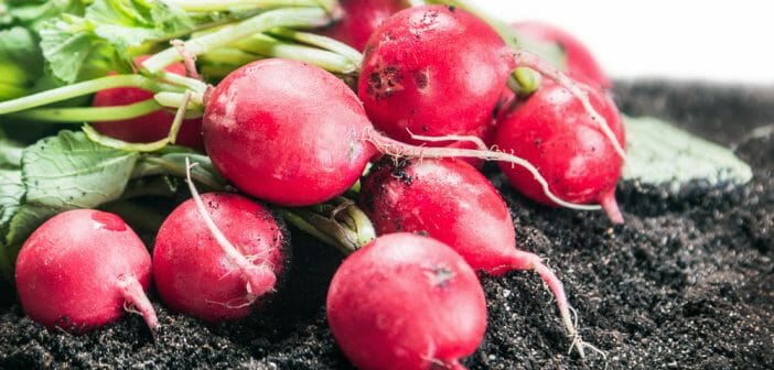 Peut-on consommer du radis dans le régime sans résidu