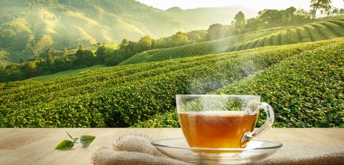 Le thé vert pour maigrir du ventre ? - Le blog