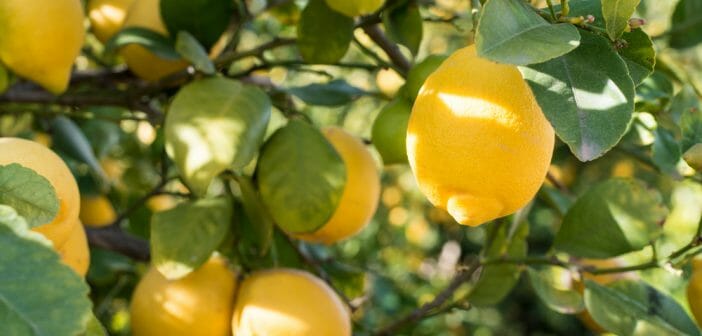 Comment maigrir en 5 jours avec le citron ?