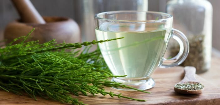 Horsetail tea to lose weight?  - The Anaca3.com blog