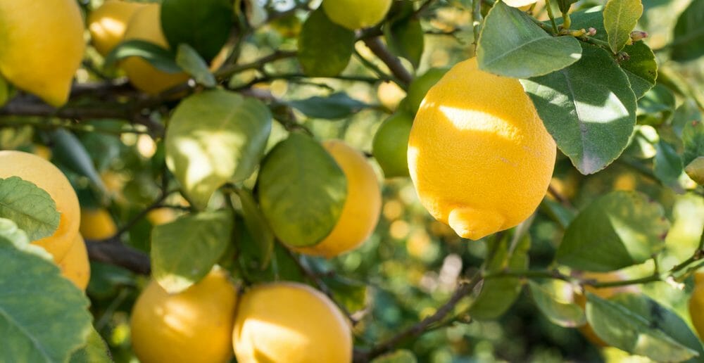 Le citron : un aliment à privilégier dans un régime alcalin