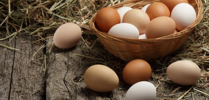 Manger des œufs tous les jours fait-il grossir ou maigrir
