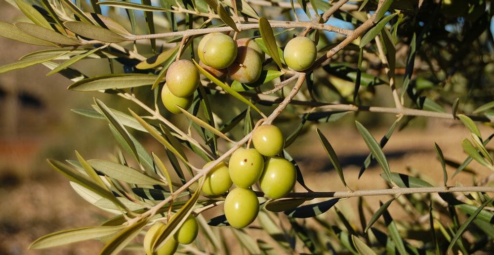 Un tisane aux feuilles d'olivier pour maigrir