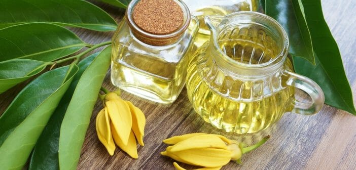 L'huile essentielle ylang ylang contre la cellulite et les vergetures ?